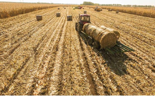 秸秆.jpg 秸秆.jpg